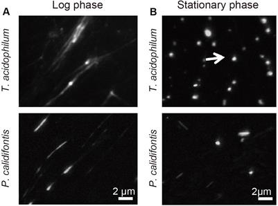 Different Proteins Mediate Step-Wise Chromosome Architectures in Thermoplasma acidophilum and Pyrobaculum calidifontis